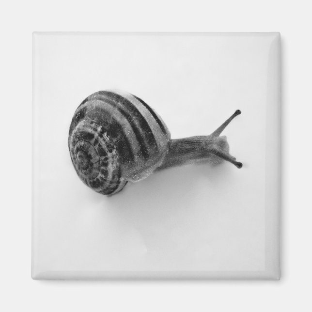 Schnecke Magnet (Vorne)