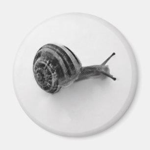 Schnecke Magnet
