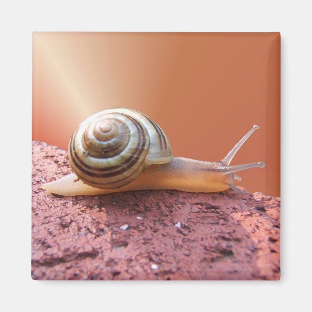 Schnecke ~ Magnet (Vorne)