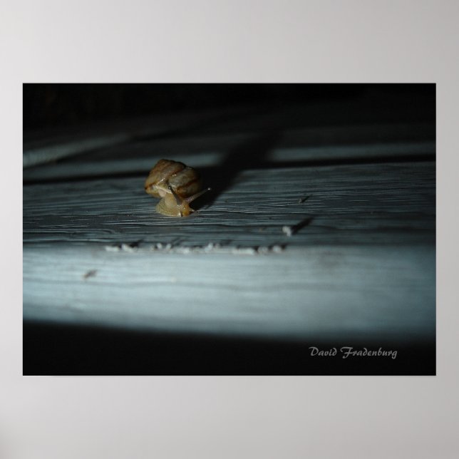 Schnecke Poster (Vorne)