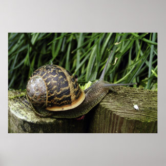 Schnecke Poster