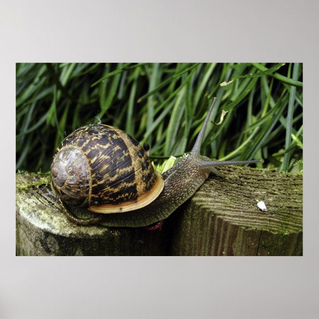 Schnecke Poster (Vorne)