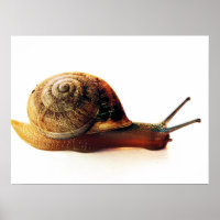 Schnecke