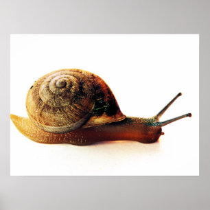 Schnecke Poster