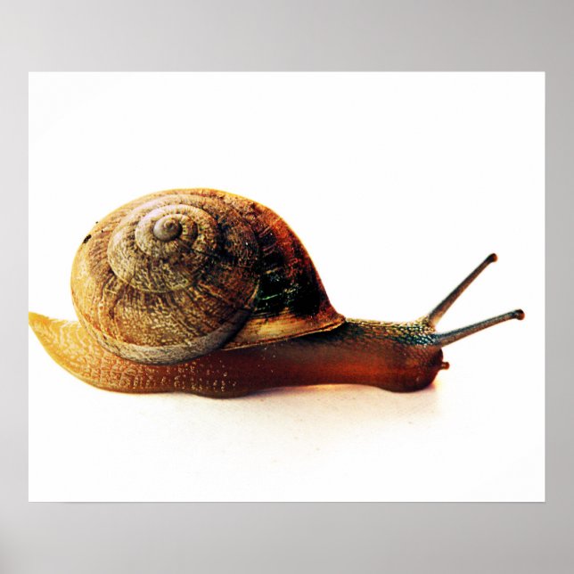 Schnecke Poster (Vorne)