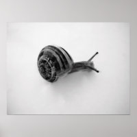 Schnecke