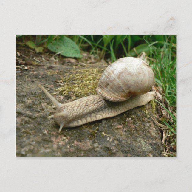Schnecke Postkarte (Vorderseite)