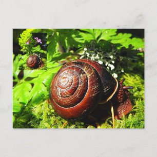 Schnecke Postkarte