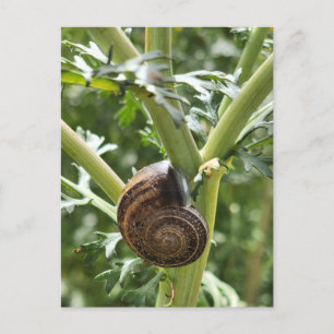 Schnecke Postkarte