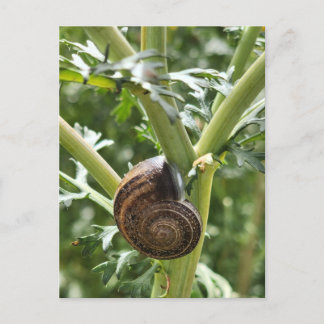 Schnecke Postkarte