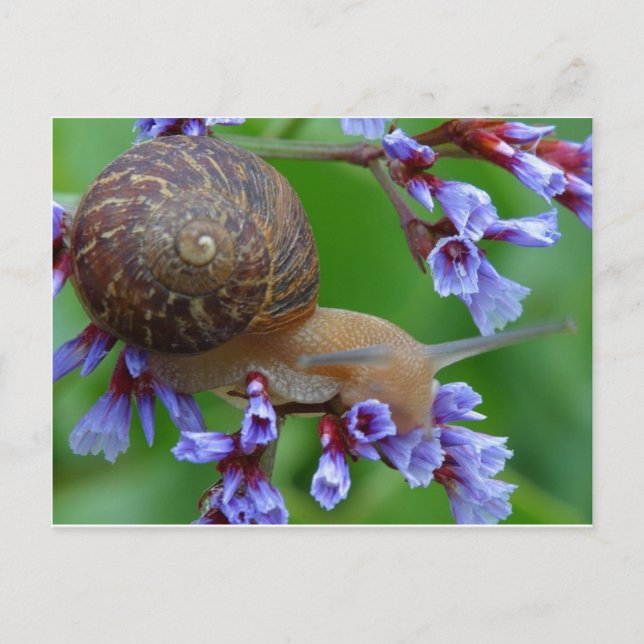 Schnecke Postkarte (Vorderseite)