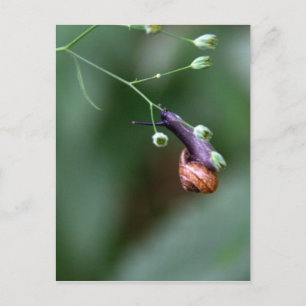 Schnecke Postkarte