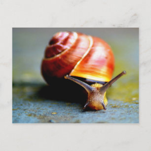 Schnecke Postkarte