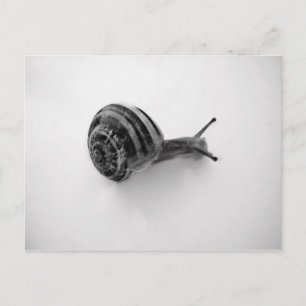 Schnecke Postkarte