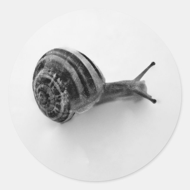 Schnecke Runder Aufkleber (Vorderseite)