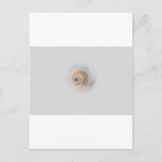 Schnecke Schnecke Muschel Muschel Postkarte