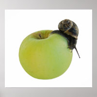 Schnecke und Apfel