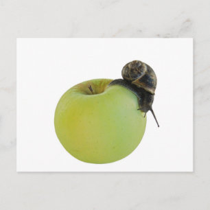 Schnecke und Apfel Postkarte