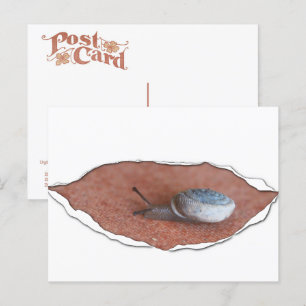 Schnecke unter Torfmaterial Postkarte