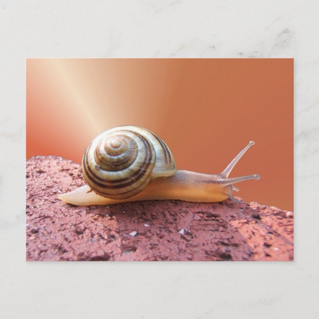 Schnecke w/ray ~ Postkarte (Vorderseite)
