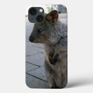 "Schnecken in Australien: Ein knuddeliger grauer Q Case-Mate iPhone Hülle