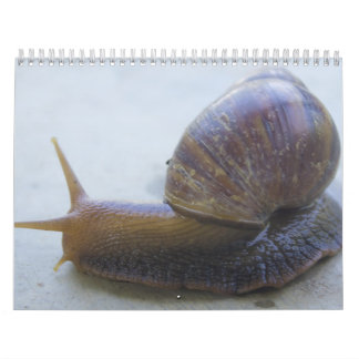 Schnecken Kalender