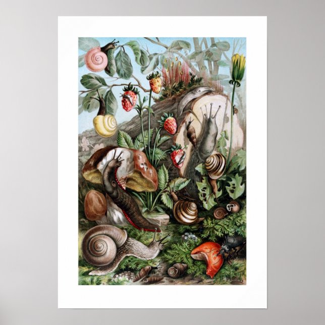 Schnecken Poster (Vorne)