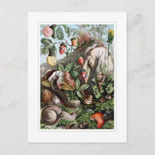 Schnecken Postkarte