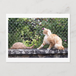Schneckenpost-Katze Postkarte