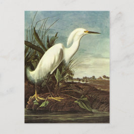 Schneckenreiher, John James Audubon Postkarte