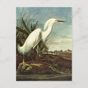 Schneckenreiher, John James Audubon Postkarte