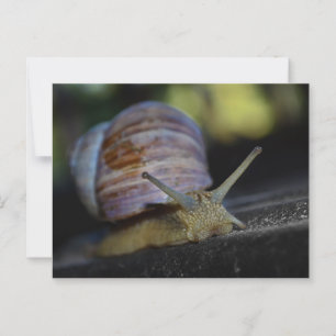 Schneckenschleifer Postkarte