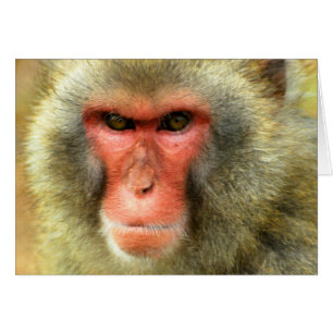 Schnee-Affe