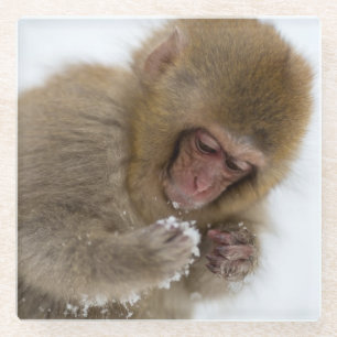 Schnee-Affe Babyjapanischer Macaque-  Glasuntersetzer