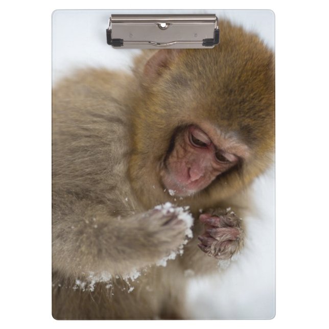 Schnee-Affe Babyjapanischer Macaque-| Klemmbrett (Vorderseite)
