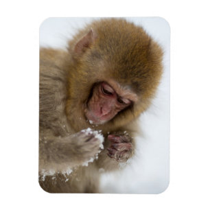 Schnee-Affe Babyjapanischer Macaque-  Magnet