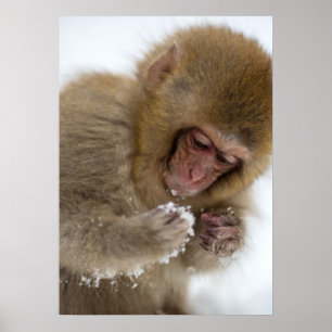 Schnee-Affe Babyjapanischer Macaque-  Poster