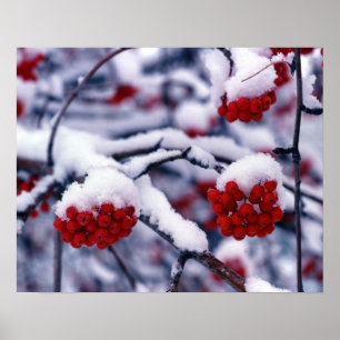 Schnee auf den Beeren der Europäischen Vogelbeere, Poster