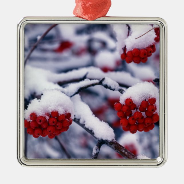 Schnee auf europäischen Berg-Ash-Berries, Utah. Ornament Aus Metall (Vorne)