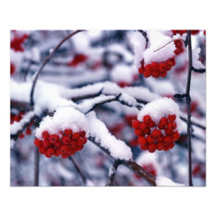 Schnee auf Europäischen Vogelbeeren, Utah. Fotodruck