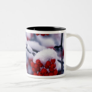 Schnee auf Europäischen Vogelbeeren, Utah. Zweifarbige Tasse