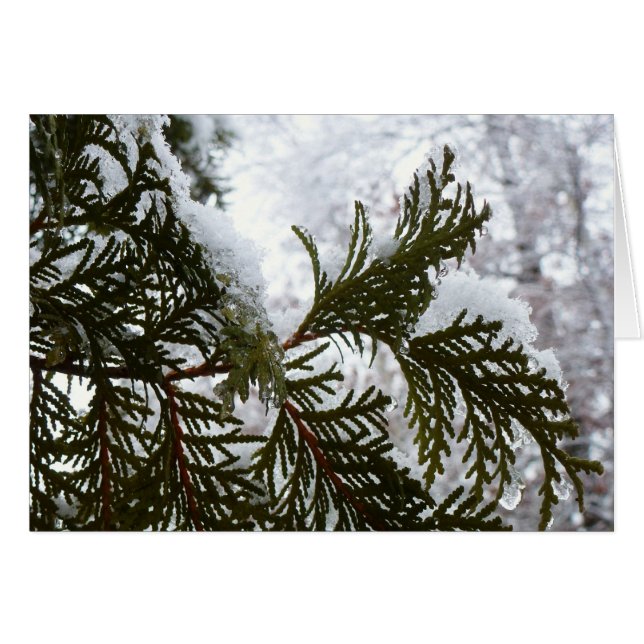 Schnee auf Evergreen Branchen (Vorderseite (Horizontal))