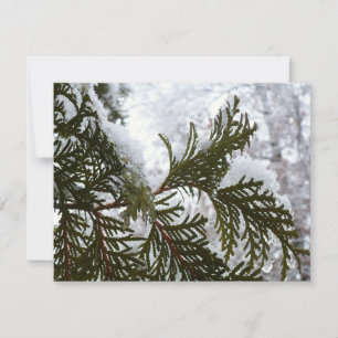 Schnee auf Evergreen Branchen