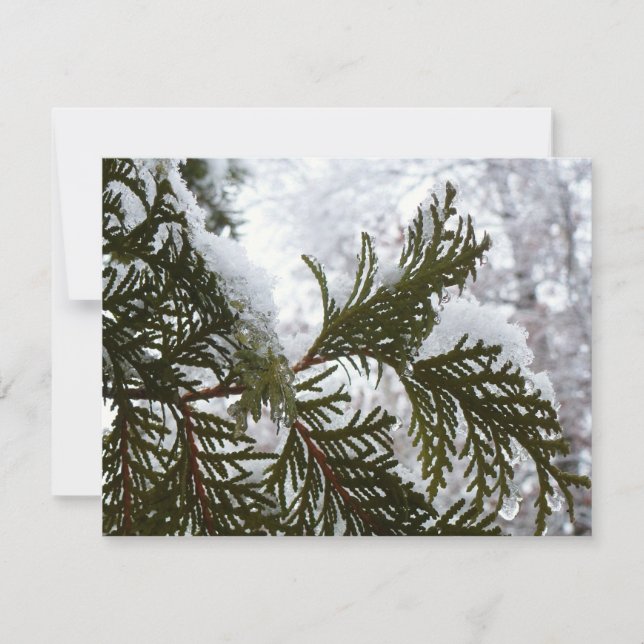 Schnee auf Evergreen Branchen (Vorderseite)