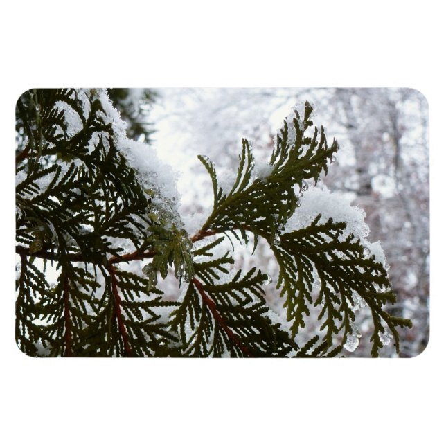 Schnee auf Evergreen Branchen Magnet (Horizontal)