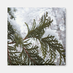 Schnee auf Evergreen Branchen Magnet