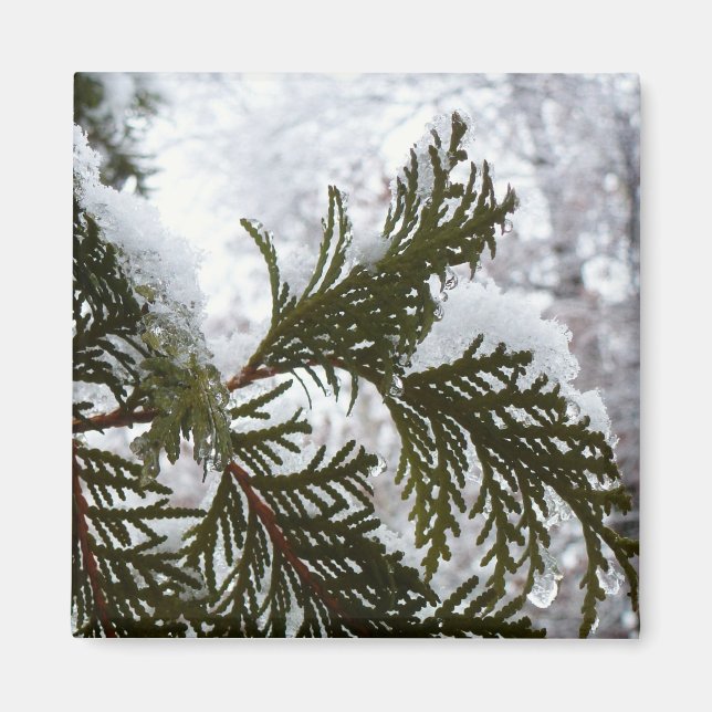 Schnee auf Evergreen Branchen Magnet (Vorne)