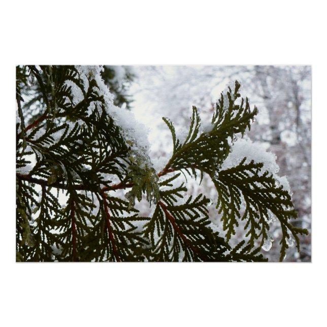 Schnee auf Evergreen Branchen Poster (Vorderseite)