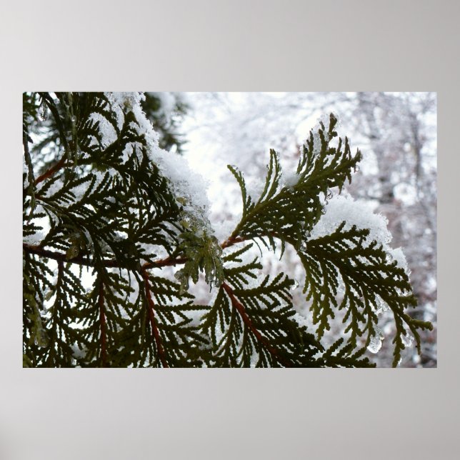 Schnee auf Evergreen Branchen Poster (Vorne)