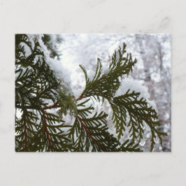 Schnee auf Evergreen Branchen Postkarte